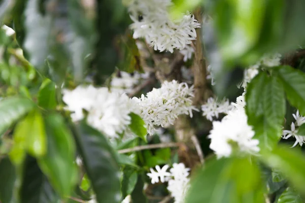 Flor de árvore de café orgânica — Fotografia de Stock