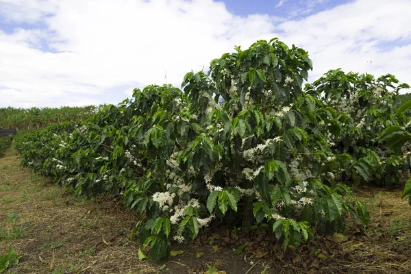 Organic Coffee tree blossom