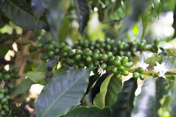 Gröna kaffebönor på gren — Stockfoto