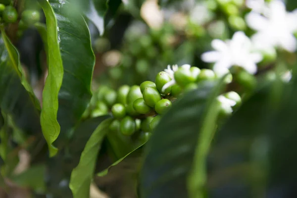 Grains de café vert sur la branche — Photo