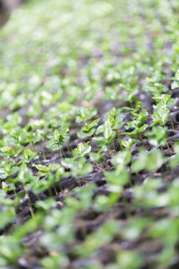 Kırmızı fasulye kahve çekirdekleri