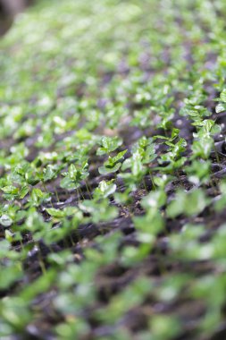 Kırmızı fasulye kahve çekirdekleri