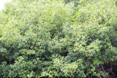 Canlı yeşil orman bitki örtüsü Orman ağaçları