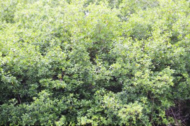 Canlı yeşil orman bitki örtüsü Orman ağaçları