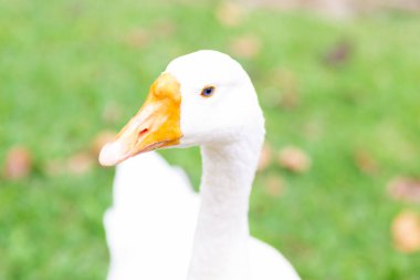 Açık havada sarı gagalı güzel beyaz ördek