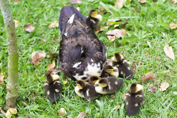 Doce Família Mãe Pato Pequenos Patos — Fotografia de Stock