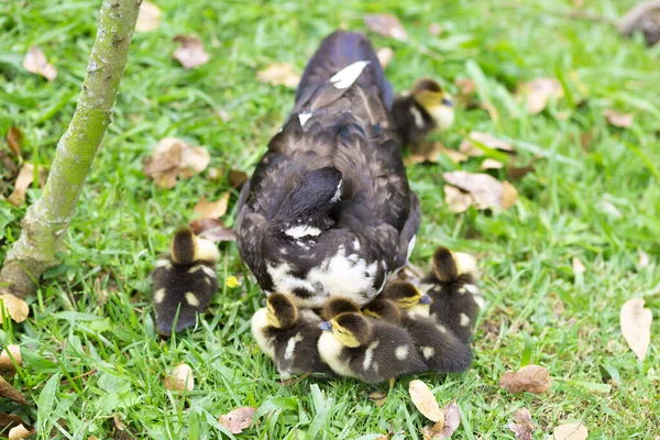Doce Família Mãe Pato Pequenos Patos — Fotografia de Stock