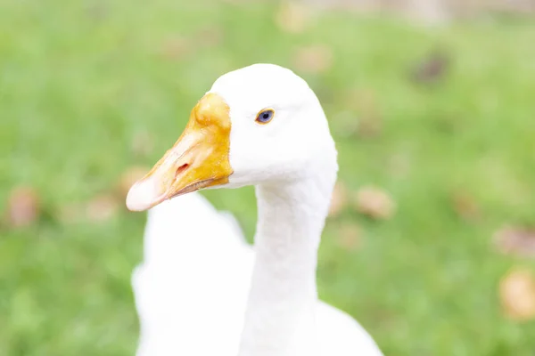 Pato Branco Bonito Com Bico Amarelo Livre — Fotografia de Stock