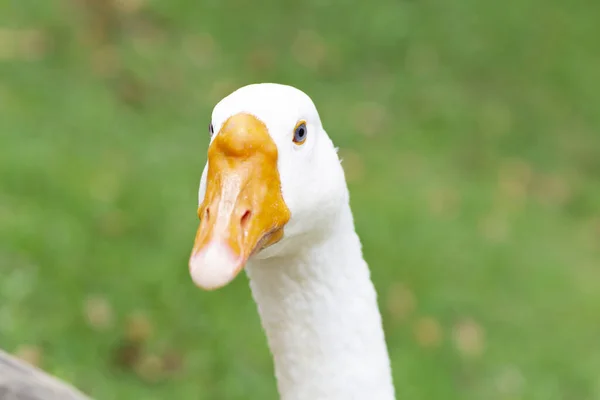 Doce Família Mãe Pato Pequenos Patos — Fotografia de Stock