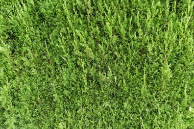 Yeşil Mazı arka plan