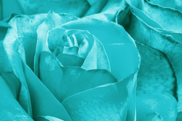 Aqua menthe color rose flower as background. Macro shot — Stock Photo, Image