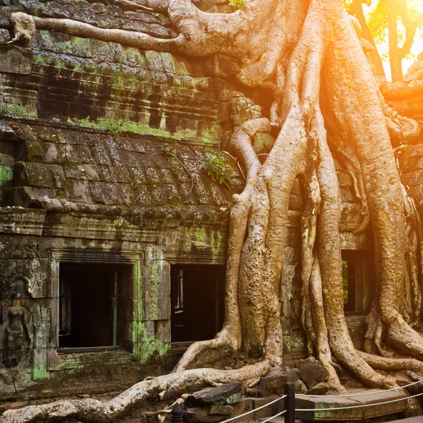 Árbol gigante que cubre el templo del baile de Ta, Siem Reap, Camboya —  Fotos de Stock