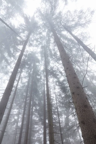 Misty forest trees — Stock Photo, Image