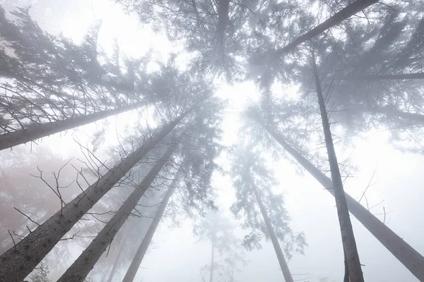 Neblige Waldbäume — Stockfoto
