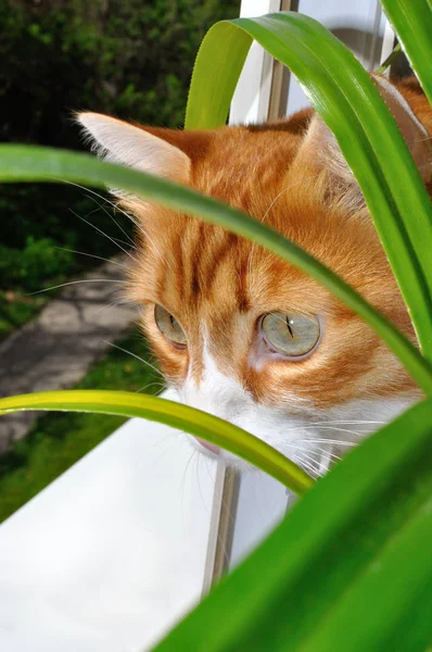 Смотрит рыжая кошка из-за цветов — стоковое фото