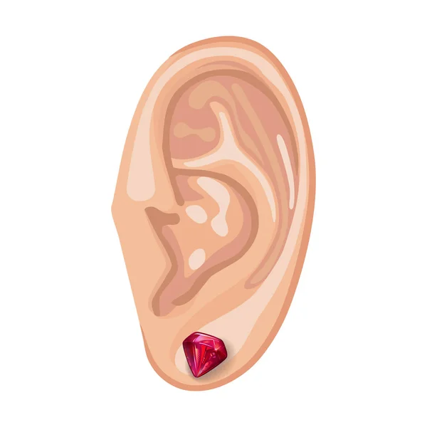 Human ear & earring — Stock Vector