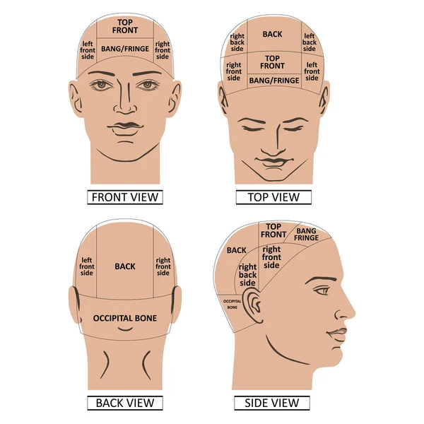 Man head divisions scheme — Stock Vector