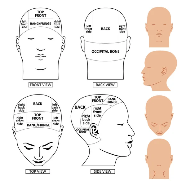 Sistema de divisões de cabeça de homem — Vetor de Stock