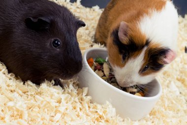 İki eskiden şiling şimdi pigs