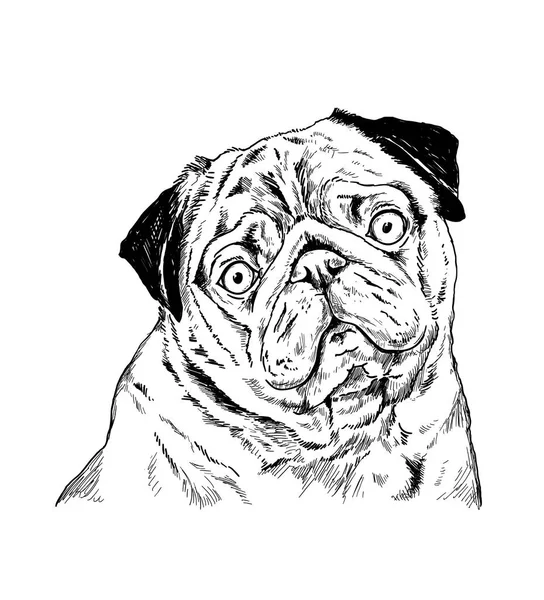 Handritad Skiss Pug Vita Bak Vektorillustration — Stockfoto