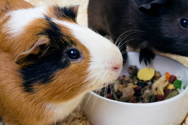 Zwei Meerschweinchen Nahaufnahme — Stockfoto