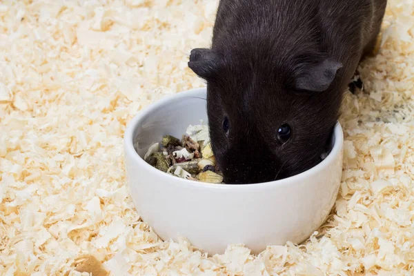 Conejillo de Indias Negro comiendo alimentos —  Fotos de Stock