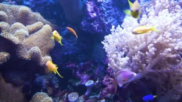 Beautiful underwater world — Stock Video