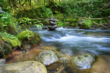 Taşlar ve orman Nehri