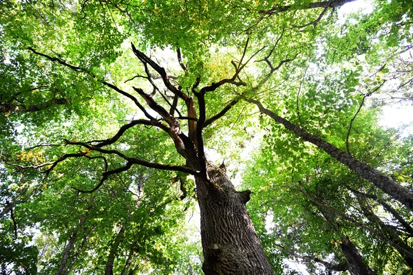 Foglie verdi su albero — Foto Stock