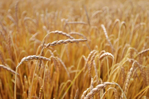 Campo d'oro di cereali — Foto Stock