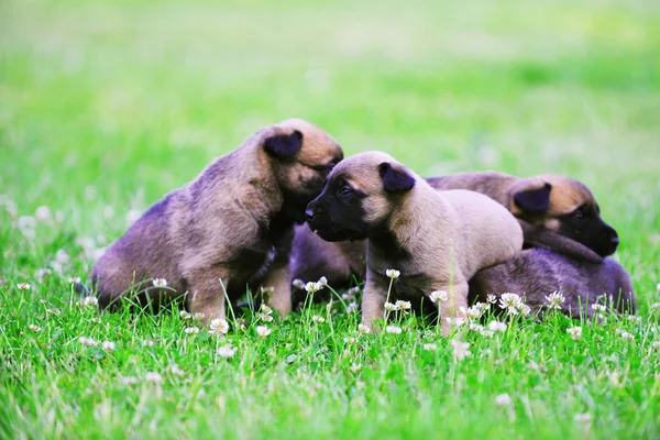 Little puppies in field — Stock Photo, Image