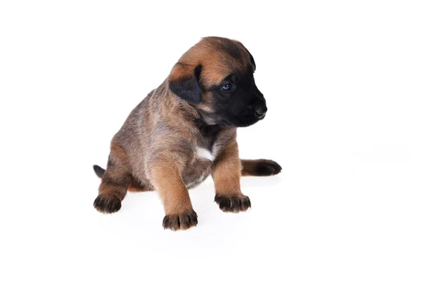 Schattig klein puppy — Stockfoto