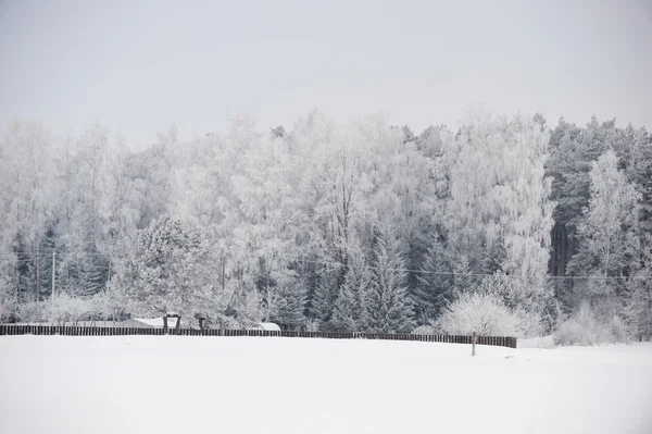 Woud bedekt met sneeuw — Stockfoto