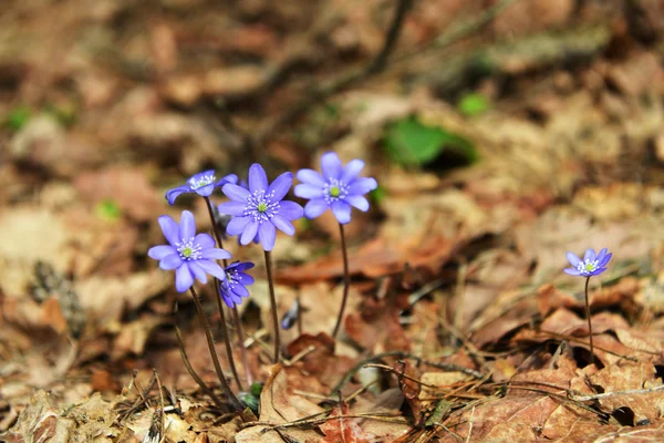 Blossoming hepatica in forest — Stock Photo, Image