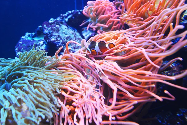Corais e algas no aquário — Fotografia de Stock