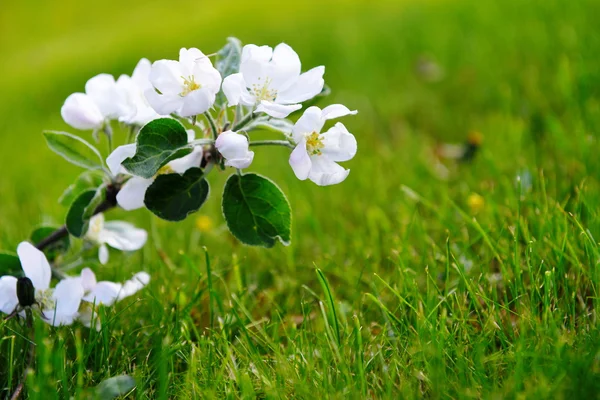 Tak van bloeiende boom — Stockfoto