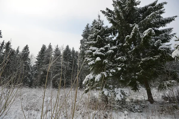Bomen covvered met sneeuw — Stockfoto