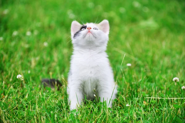 Кот Мотли в траве — стоковое фото
