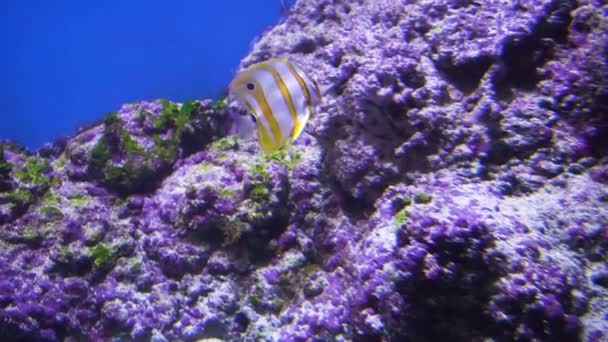 Prachtige onderwaterwereld — Stockvideo