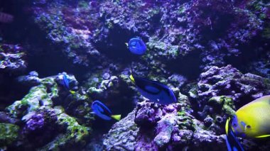 Güzel sualtı dünyası