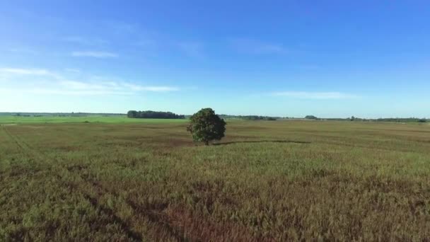 Árbol solo en los campos — Vídeos de Stock