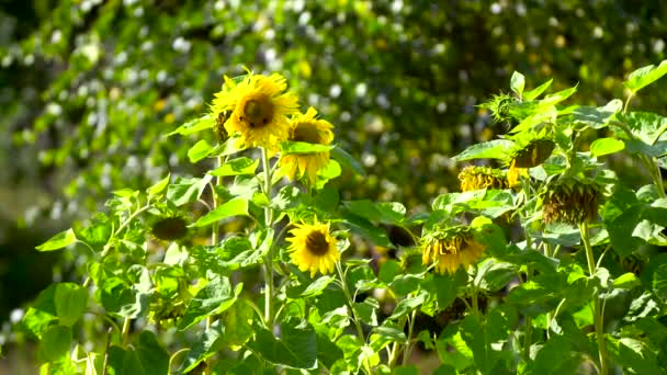 Zonnebloemenveld op zonnige dag — Stockvideo