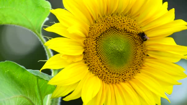 向日葵上大黄蜂 — 图库视频影像