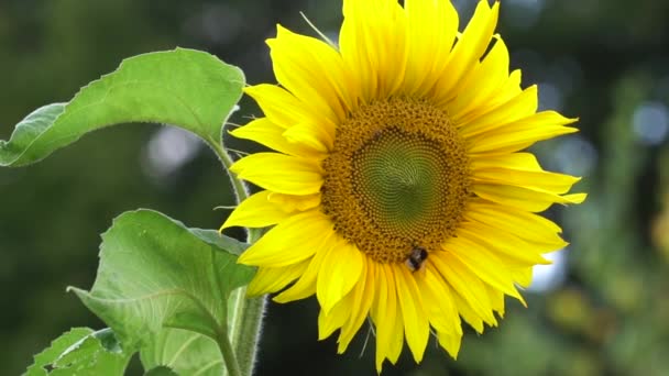 Hommel op zonnebloem — Stockvideo