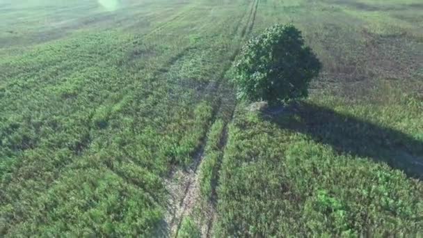 Albero solitario nei campi — Video Stock