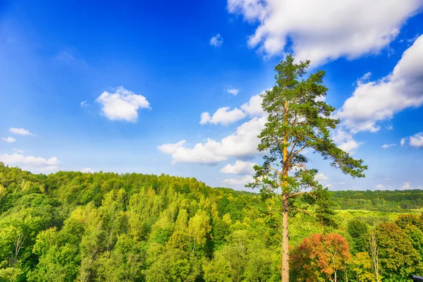 Forest under clear blue sky. — Stock Photo, Image