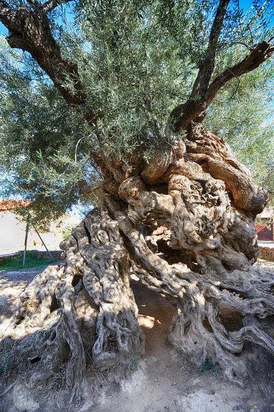 Alter Olivenbaum — Stockfoto