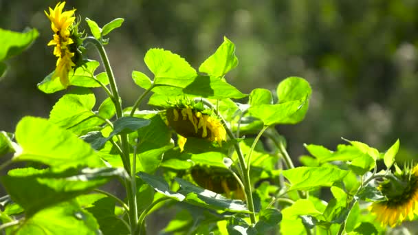 Güneşli bir günde ayçiçeği tarlası — Stok video