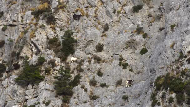 Bergen geiten klimmen op de rotsen — Stockvideo