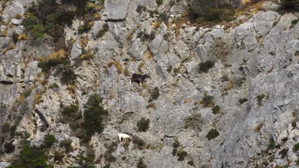 Mountains goats climbing on cliffs — Stock Video